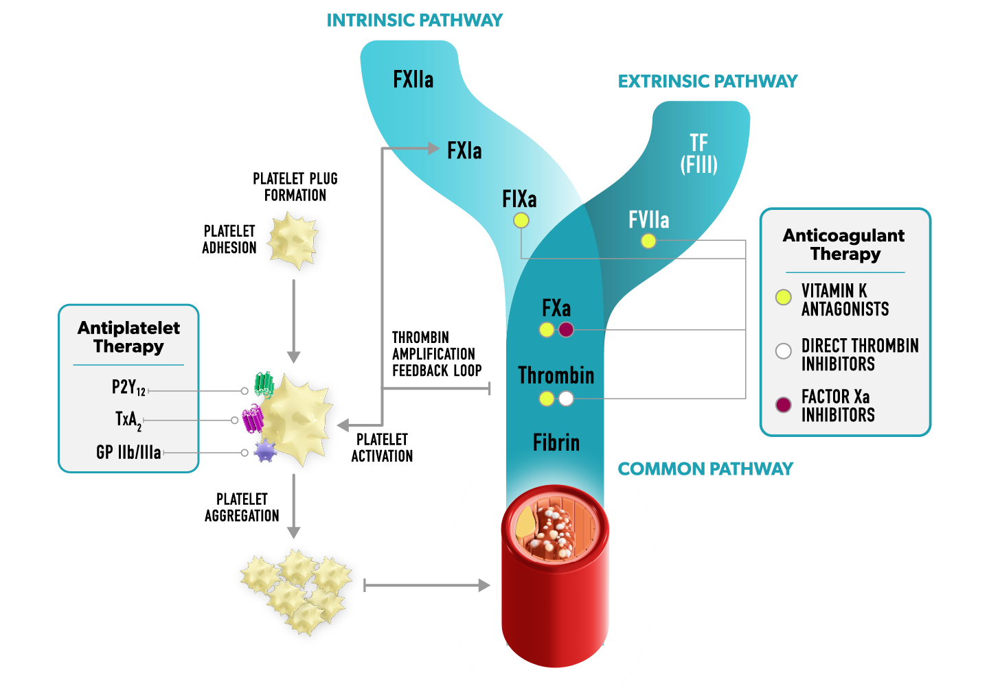 Visual of coagulation cascade